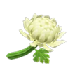 acnh chrysantheme blanche