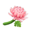 acnh chrysantheme rose