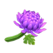 acnh chrysantheme violette